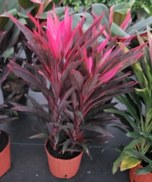 pepper cordyline foliage paradise tropical wholesale inc